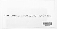 Heterosporium phragmitis image